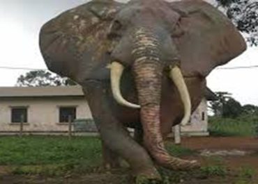 nkondjock home